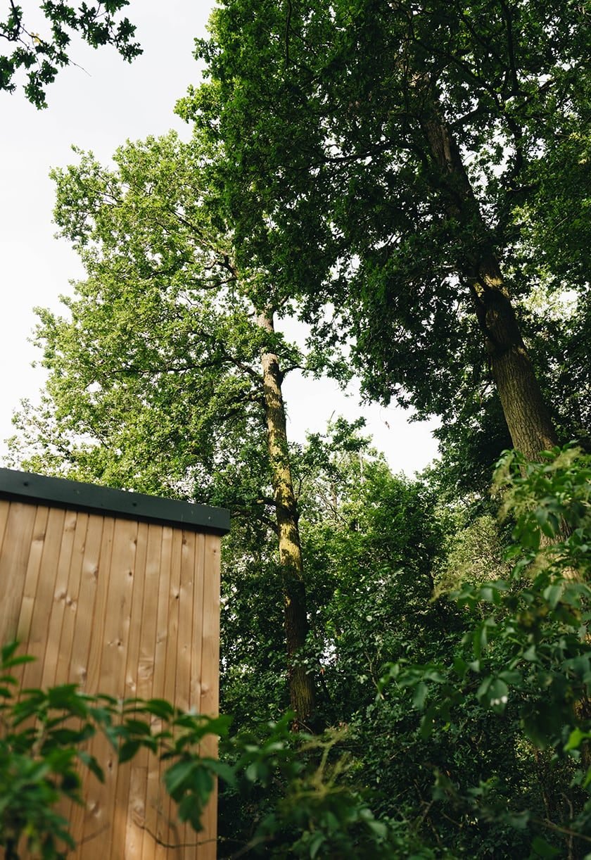 Tree 9
